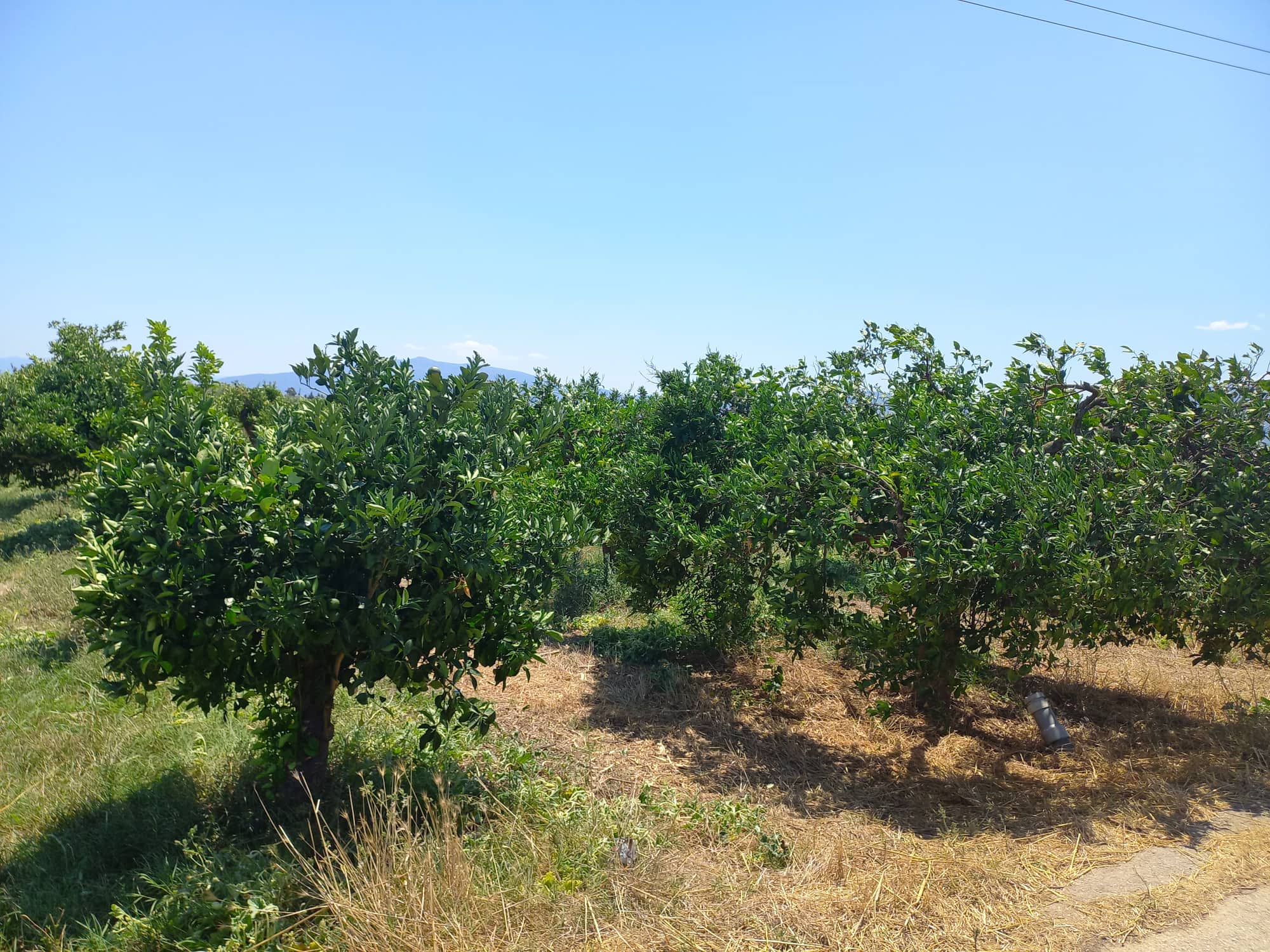 farmplotforsaleneakiosargolias.jpg