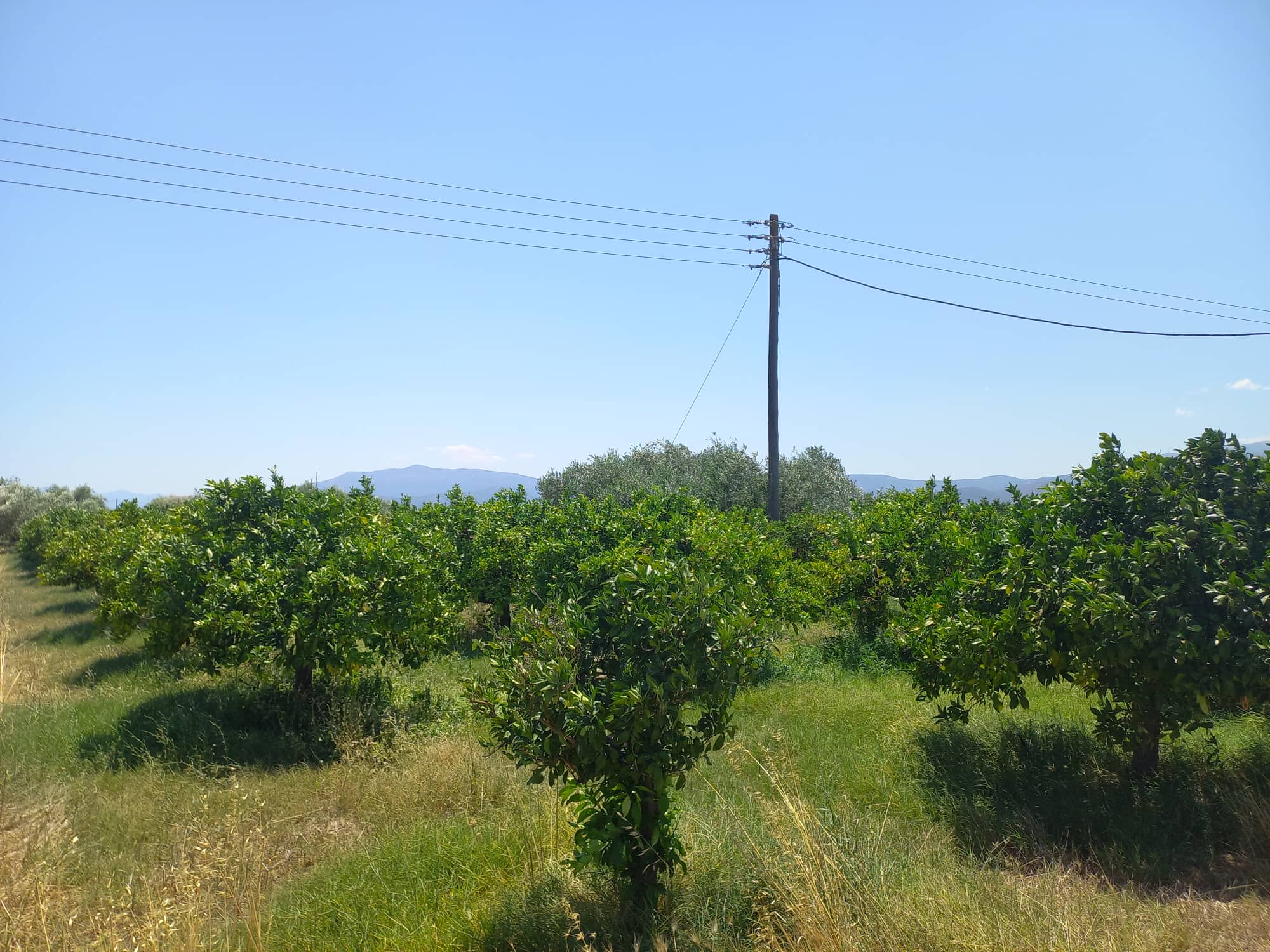farmplotforsaleneakiosargolias2.jpg