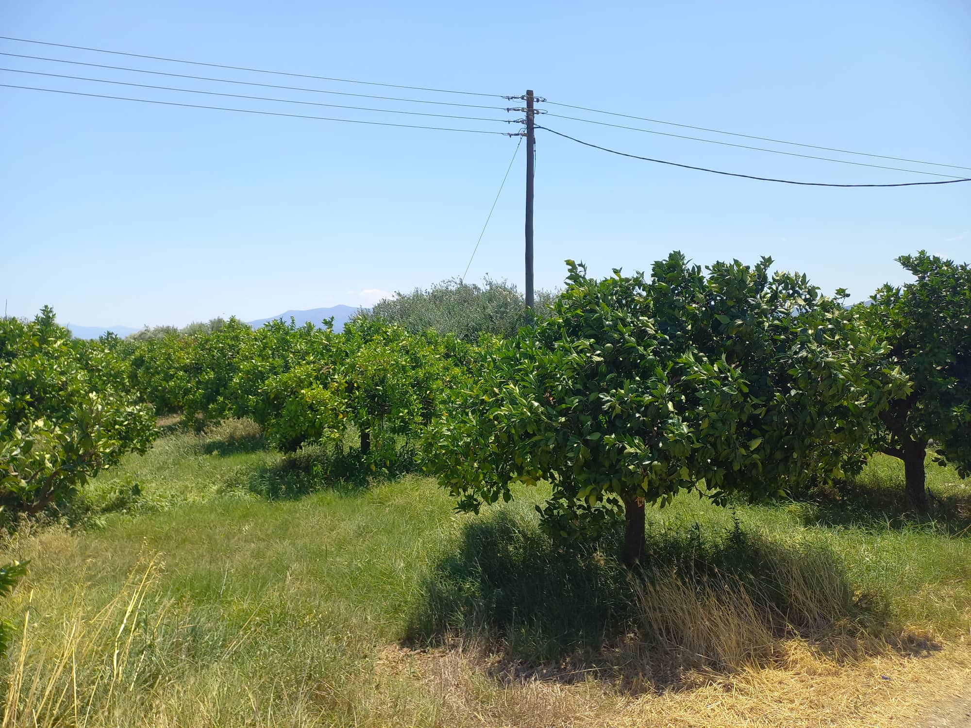 farmplotforsaleneakiosargolias3.jpg