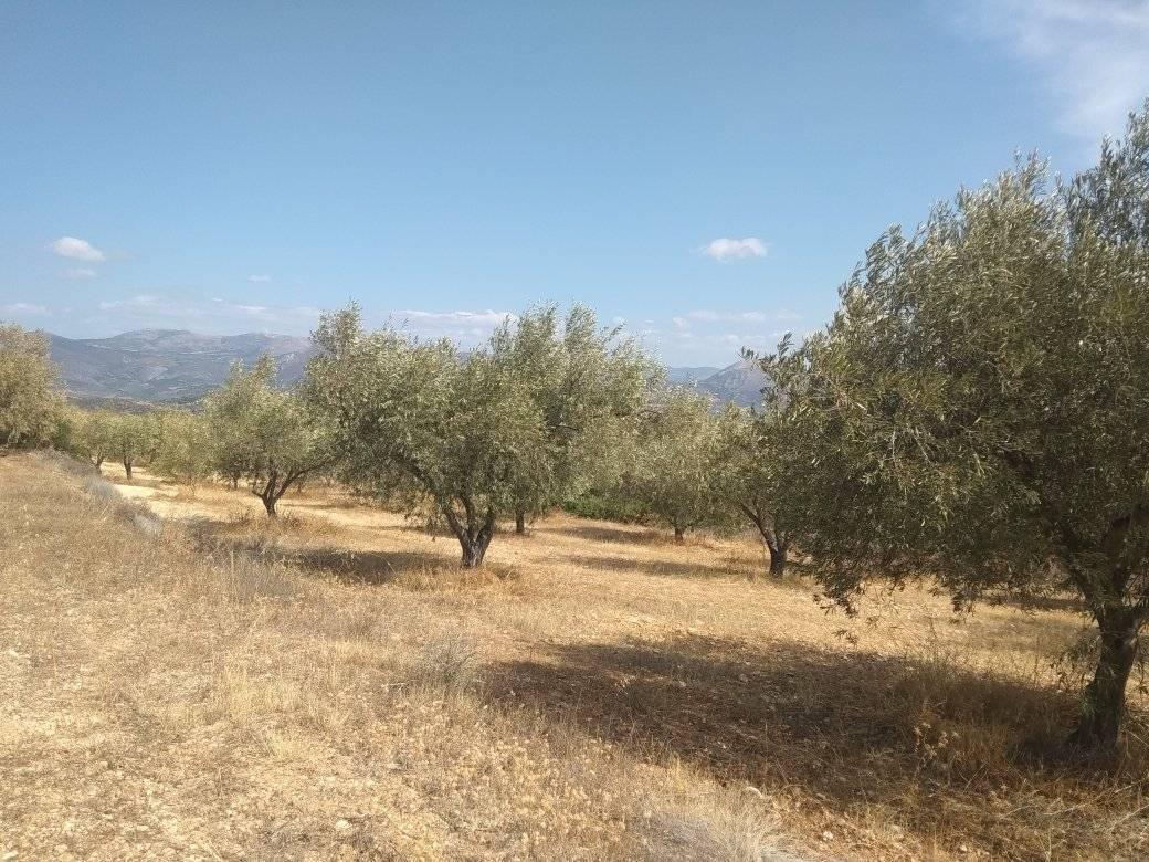forsale-farm-mporsa-argolida.jpg