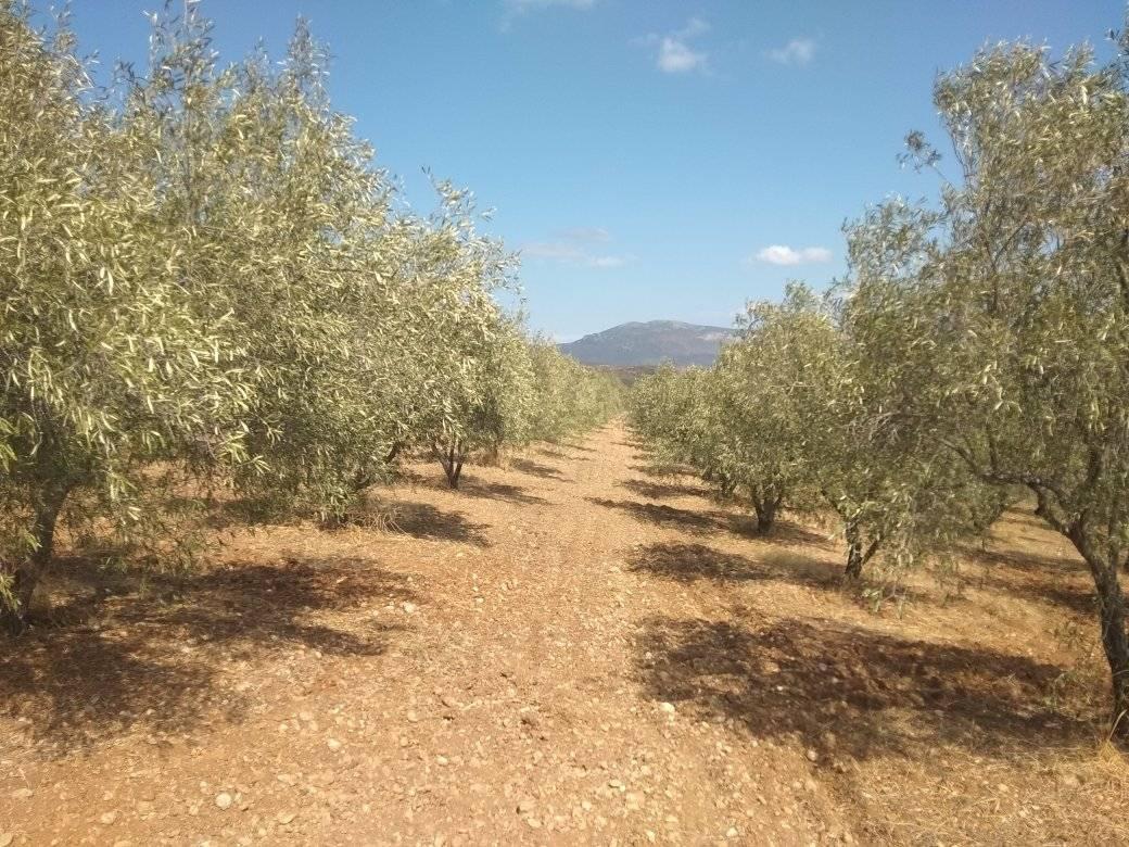 forsale-farm-mporsa-argolida2.jpg