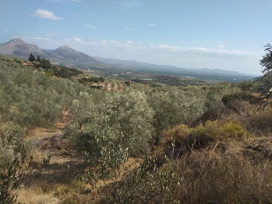 forsale-farm-mporsa-argolida20.jpg