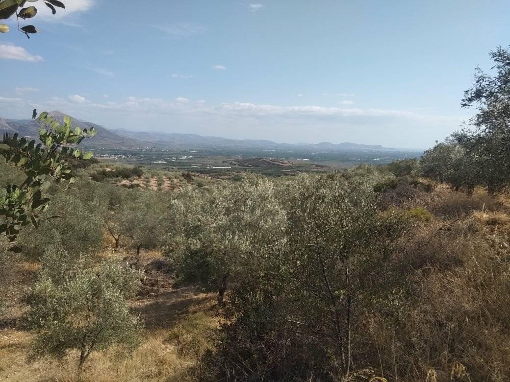 forsale-farm-mporsa-argolida21.jpg