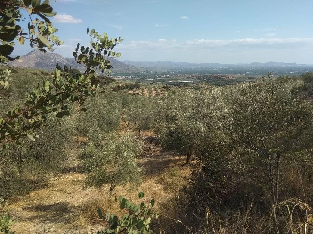 forsale-farm-mporsa-argolida22.jpg