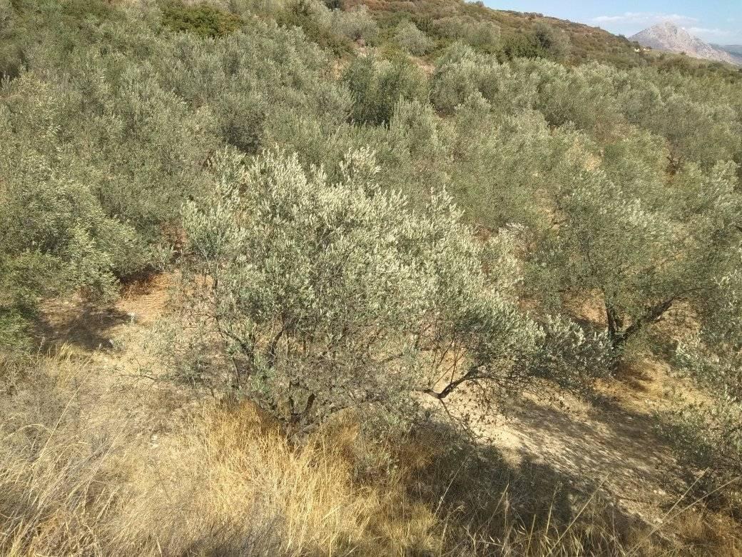 forsale-farm-mporsa-argolida23.jpg