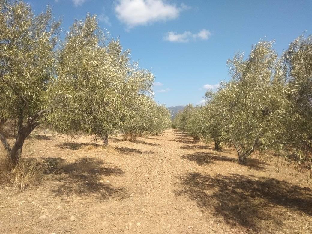 forsale-farm-mporsa-argolida3.jpg