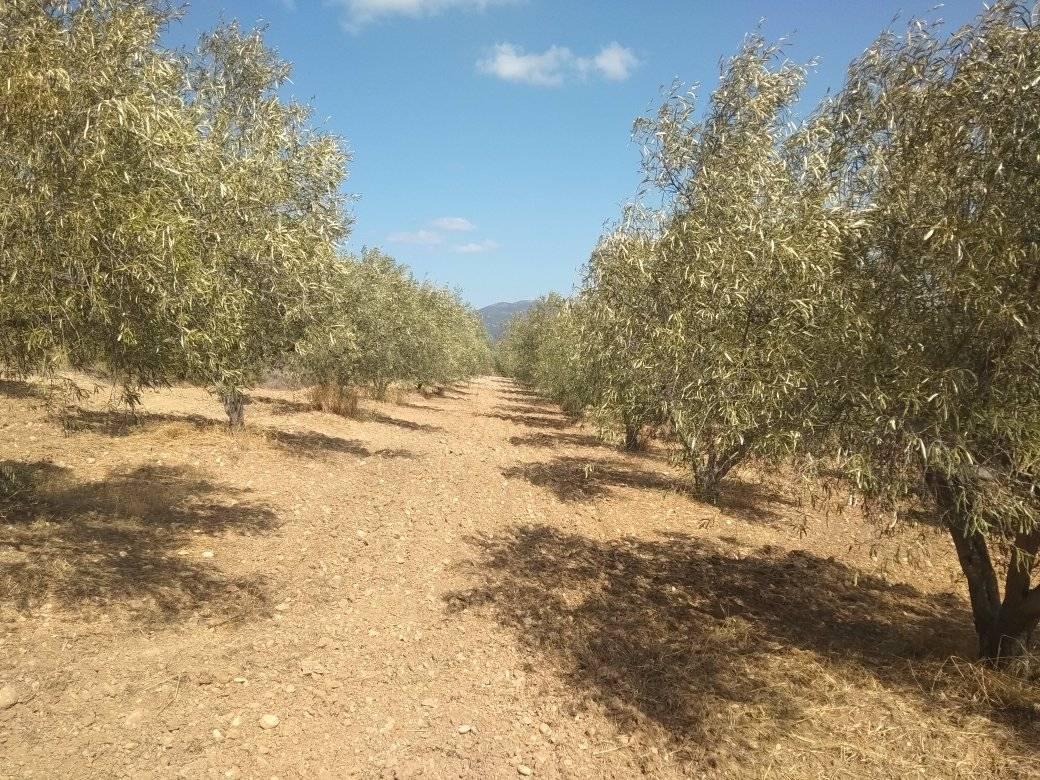 forsale-farm-mporsa-argolida4.jpg