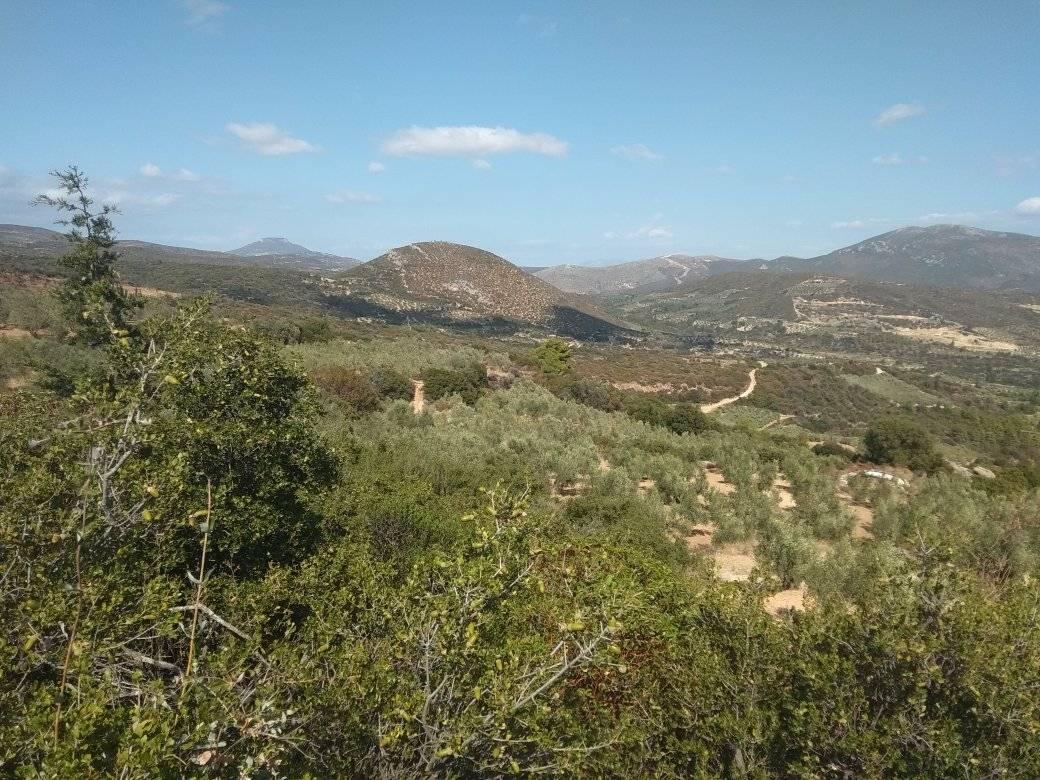 forsale-farm-mporsa-argolida40.jpg