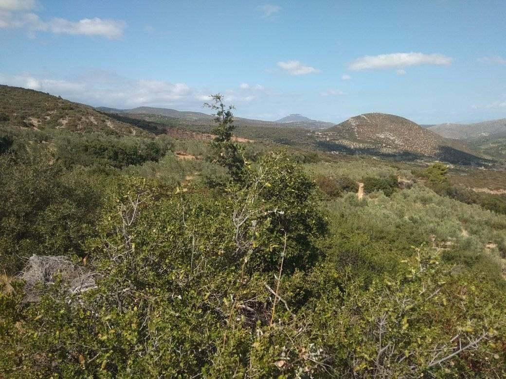 forsale-farm-mporsa-argolida41.jpg