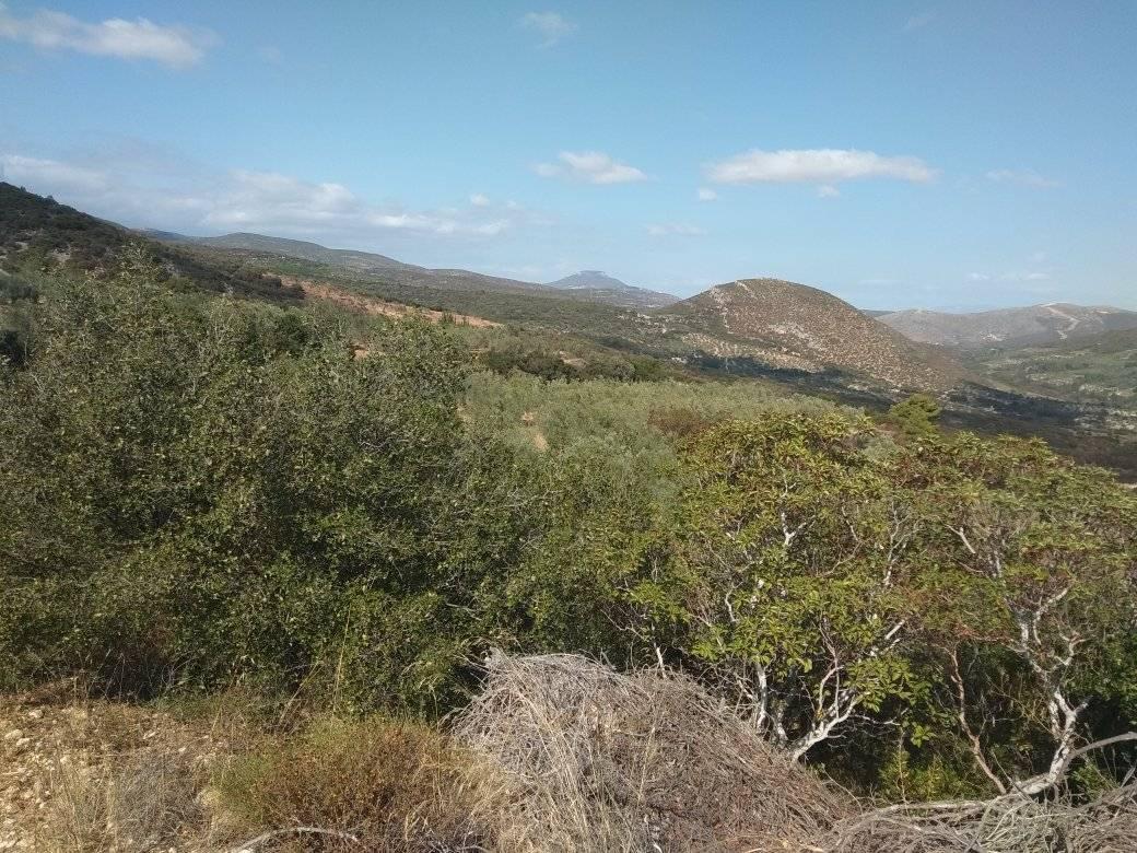 forsale-farm-mporsa-argolida42.jpg
