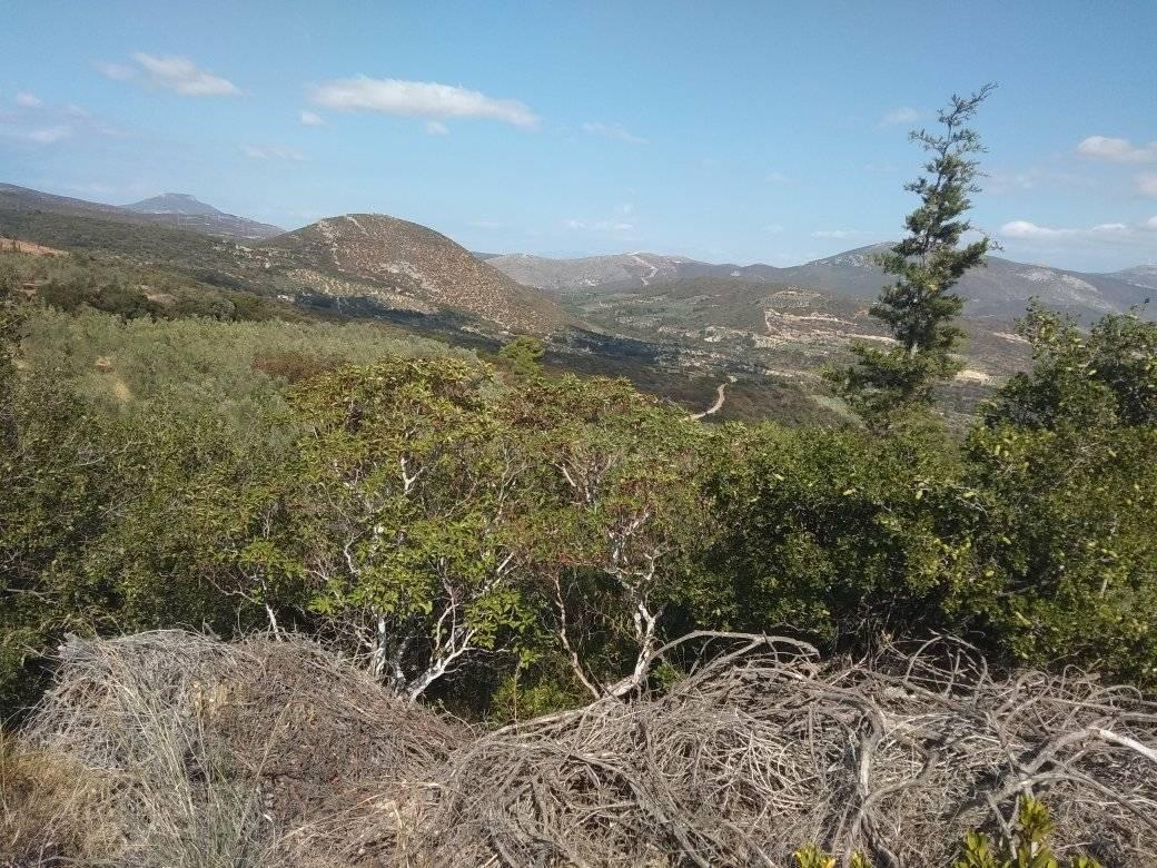 forsale-farm-mporsa-argolida43.jpg