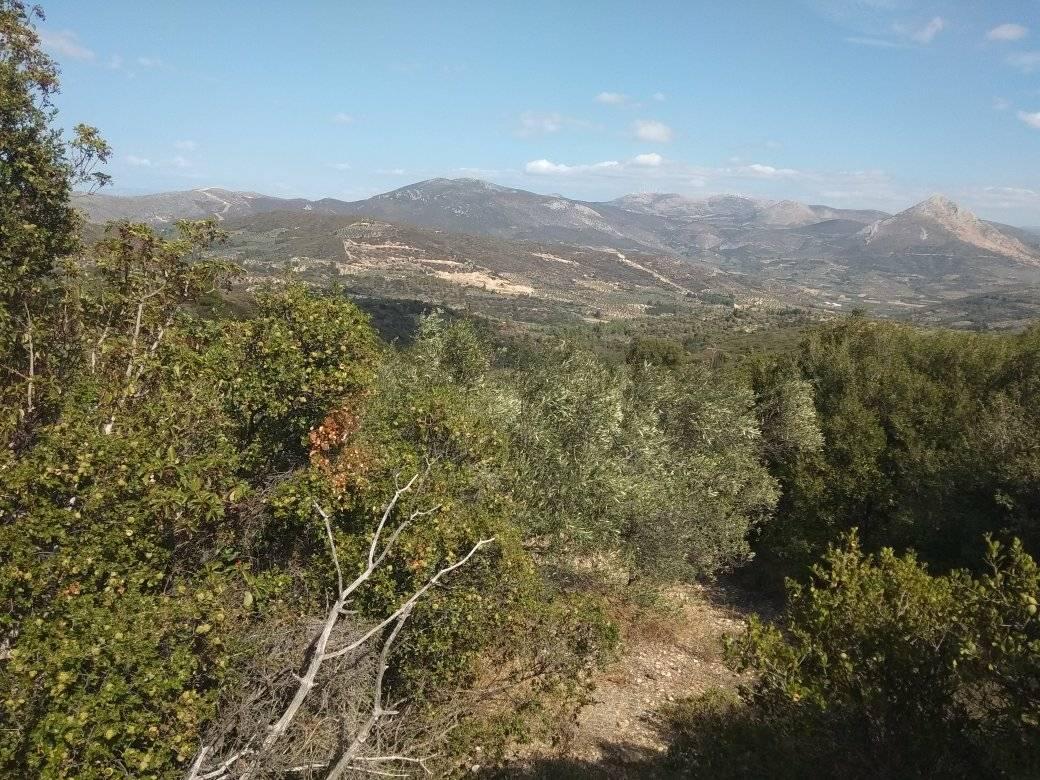 forsale-farm-mporsa-argolida44.jpg