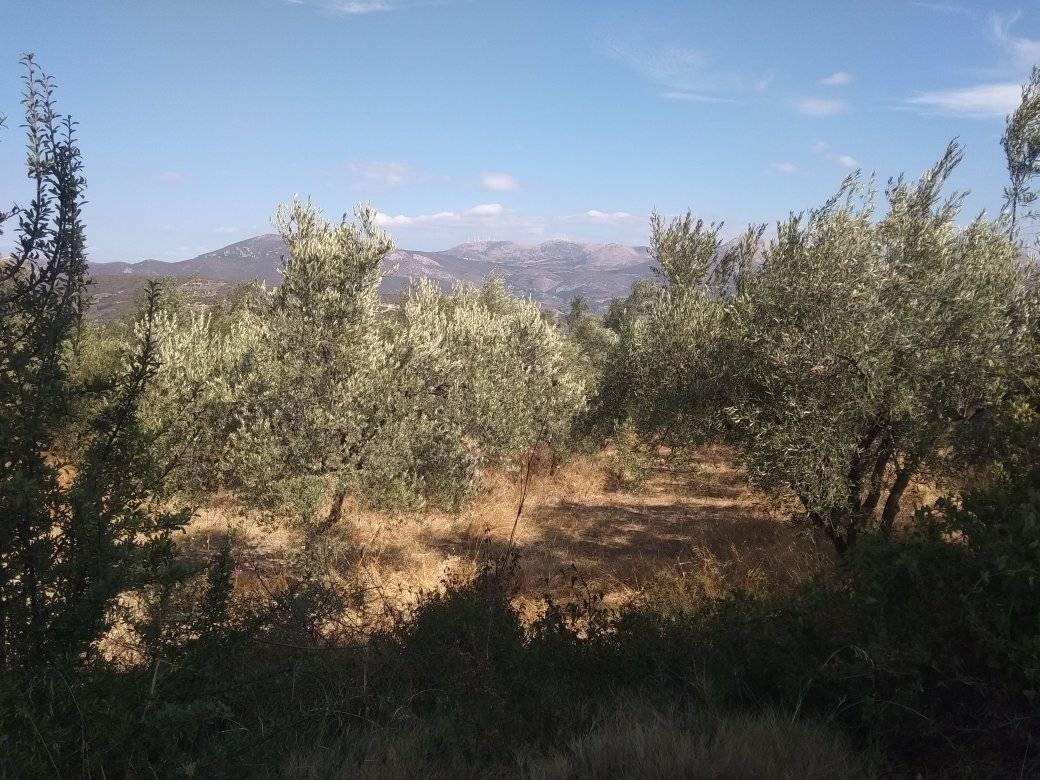 forsale-farm-mporsa-argolida45.jpg