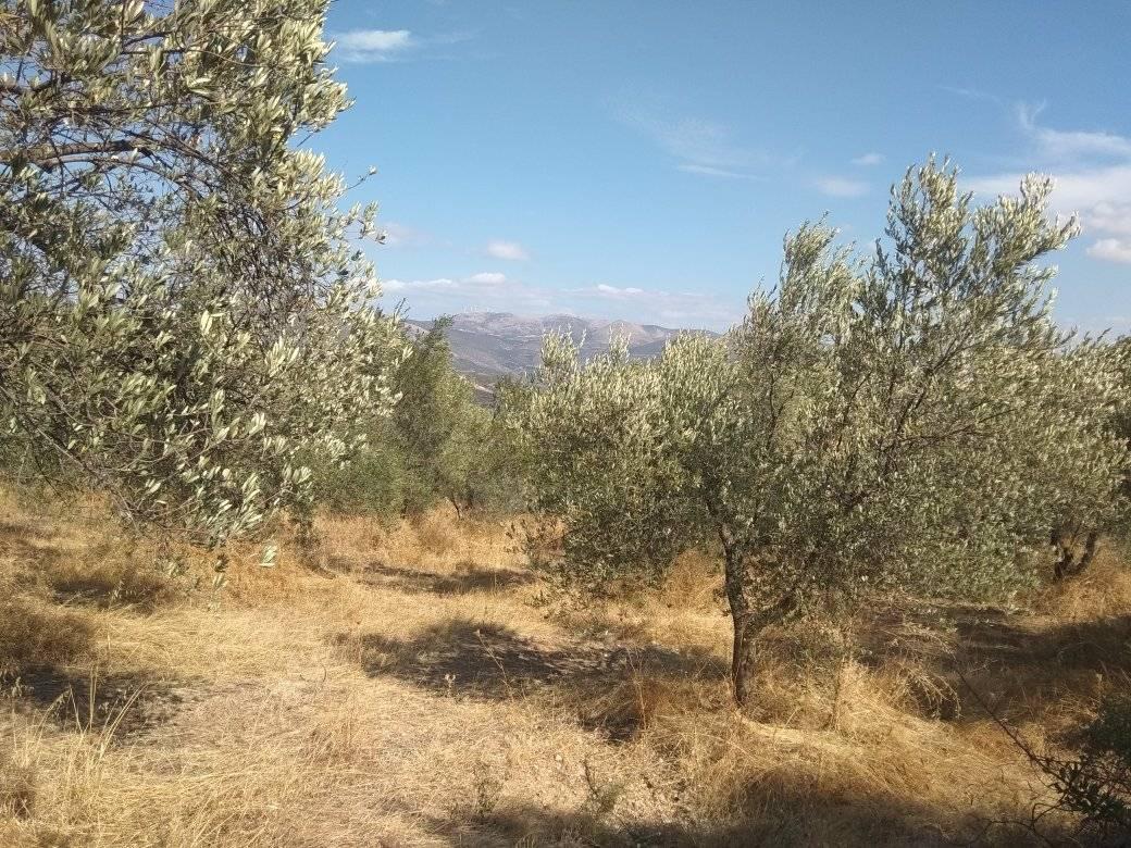 forsale-farm-mporsa-argolida46.jpg
