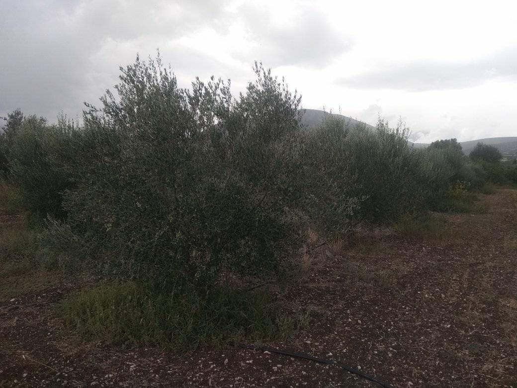 forsale-plot-argos-argolida53.jpg