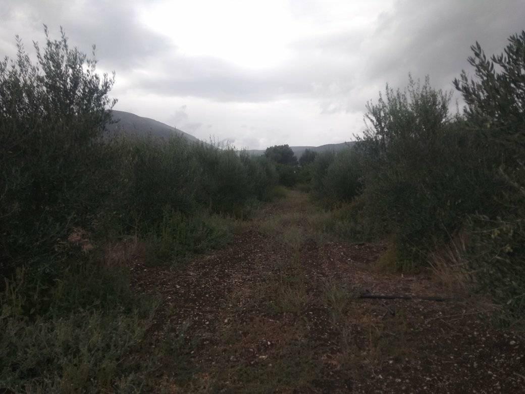 forsale-plot-argos-argolida54.jpg
