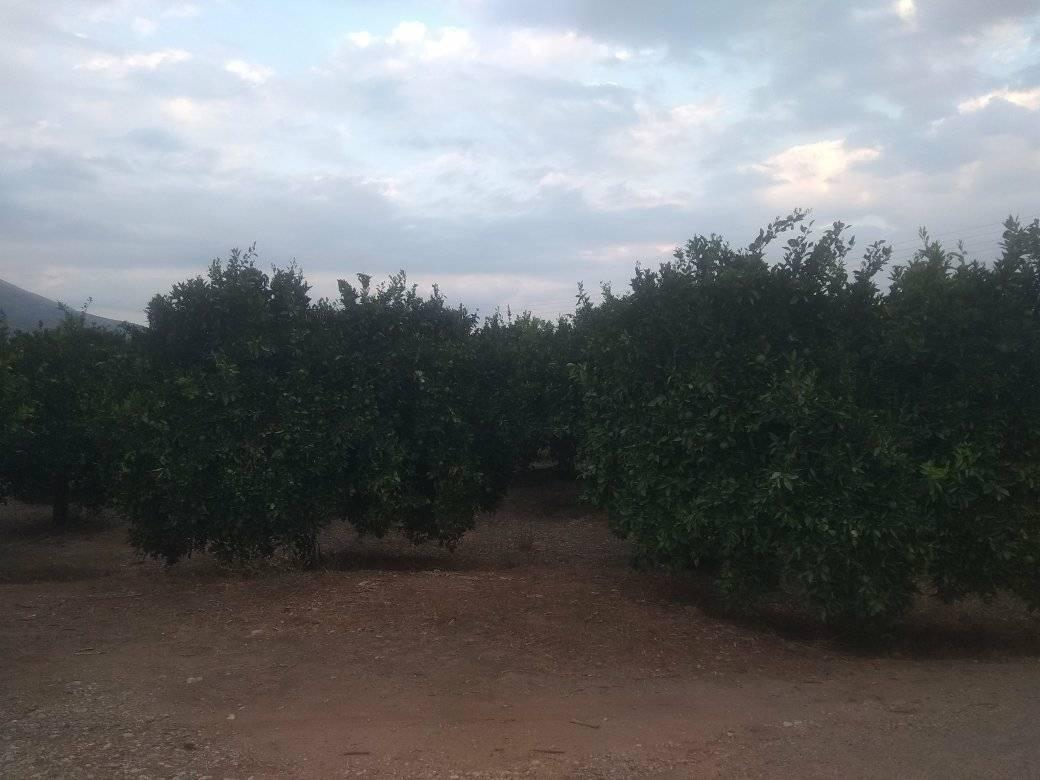 forsale-plot-inachos-argolida3.jpg