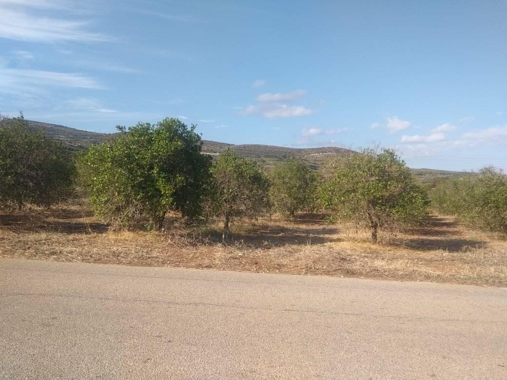 forsale-plot-mporsa-argolida.jpg