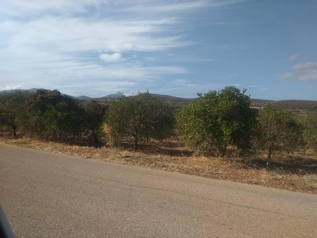 forsale-plot-mporsa-argolida2.jpg