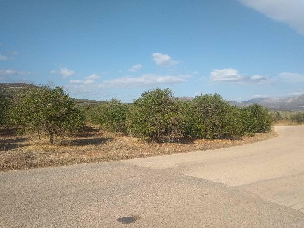forsale-plot-mporsa-argolida3.jpg