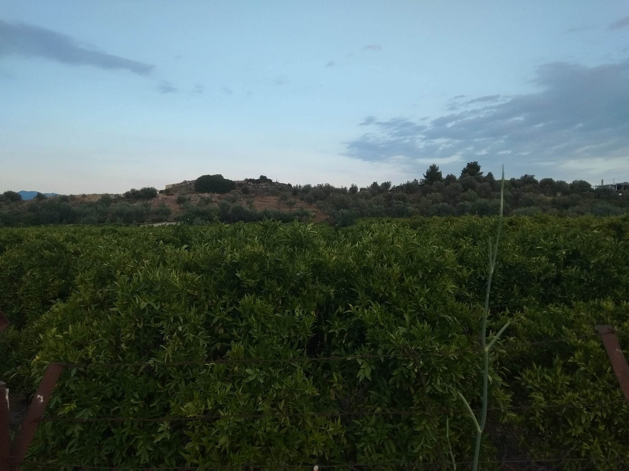 forsale-plot-tolo-argolida2.jpg