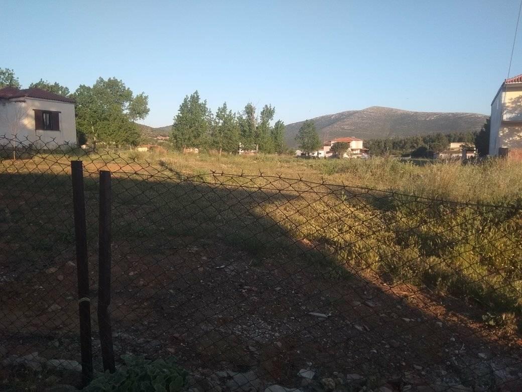 forsaleplot-ligourioargolida2.jpg