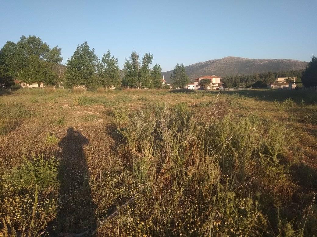 forsaleplot-ligourioargolida6.jpg