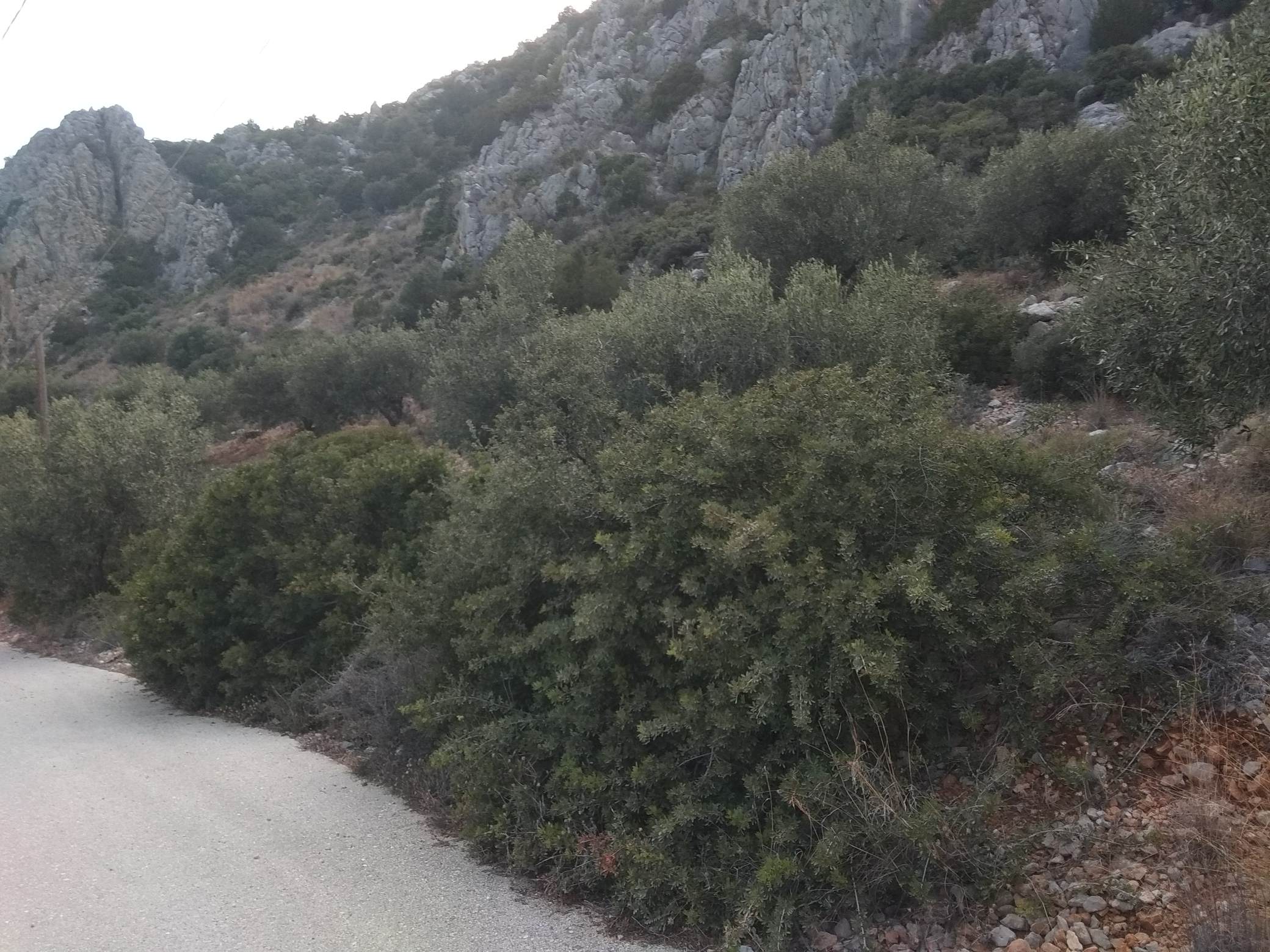 forsaleplot-toloargolida51.jpg