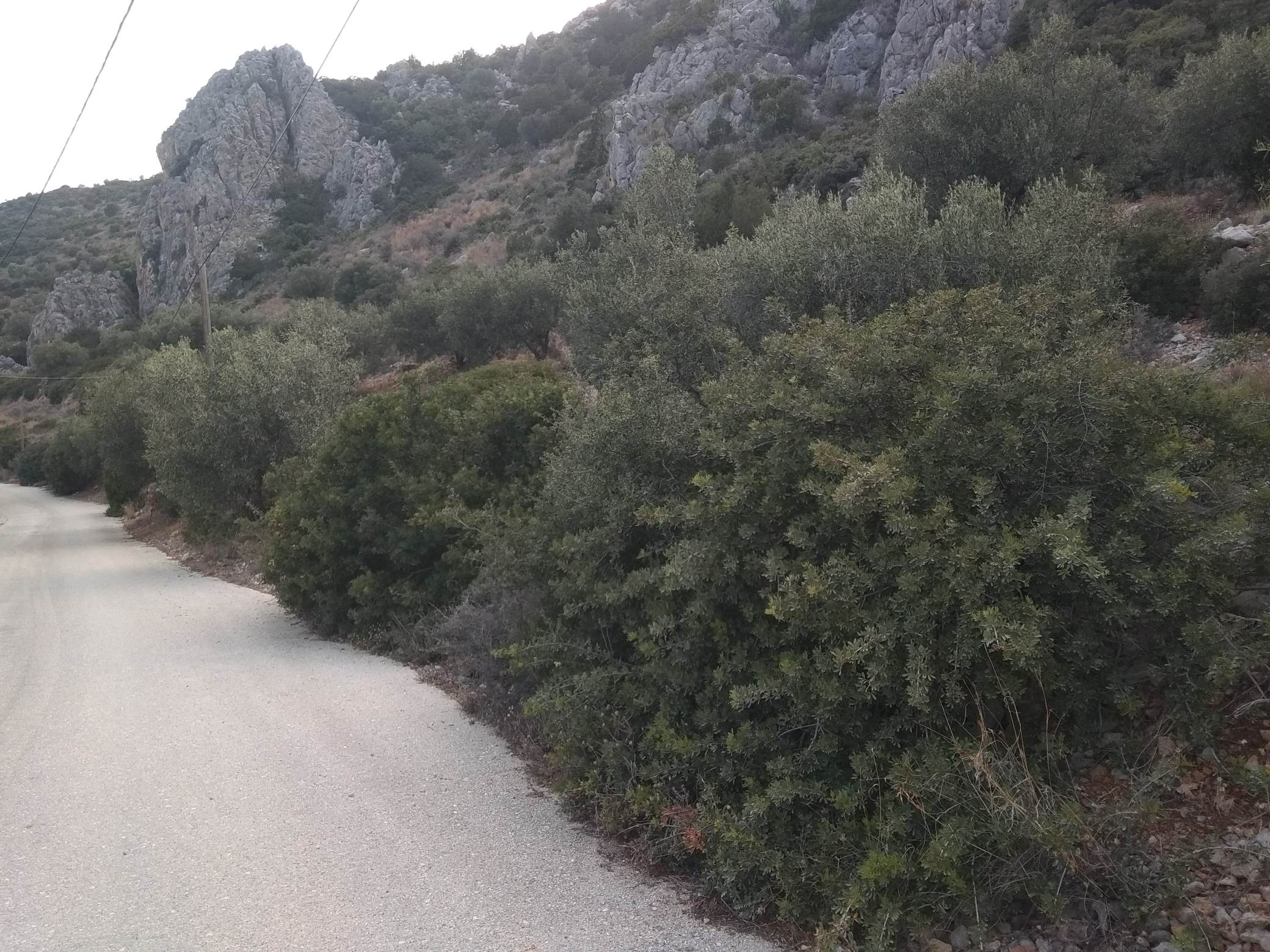 forsaleplot-toloargolida52.jpg
