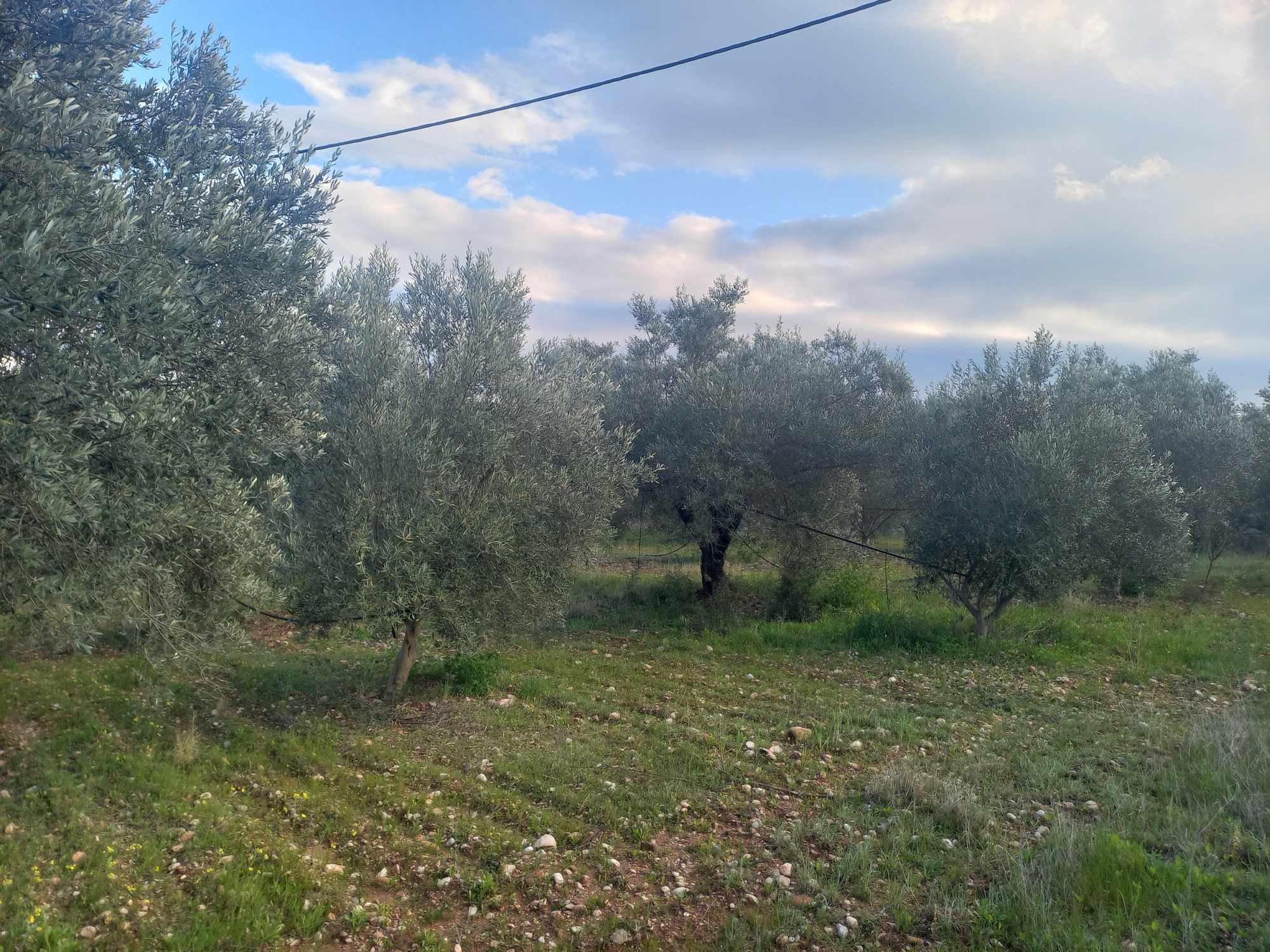 plot-for-sale-dervenakia-argolida.jpg