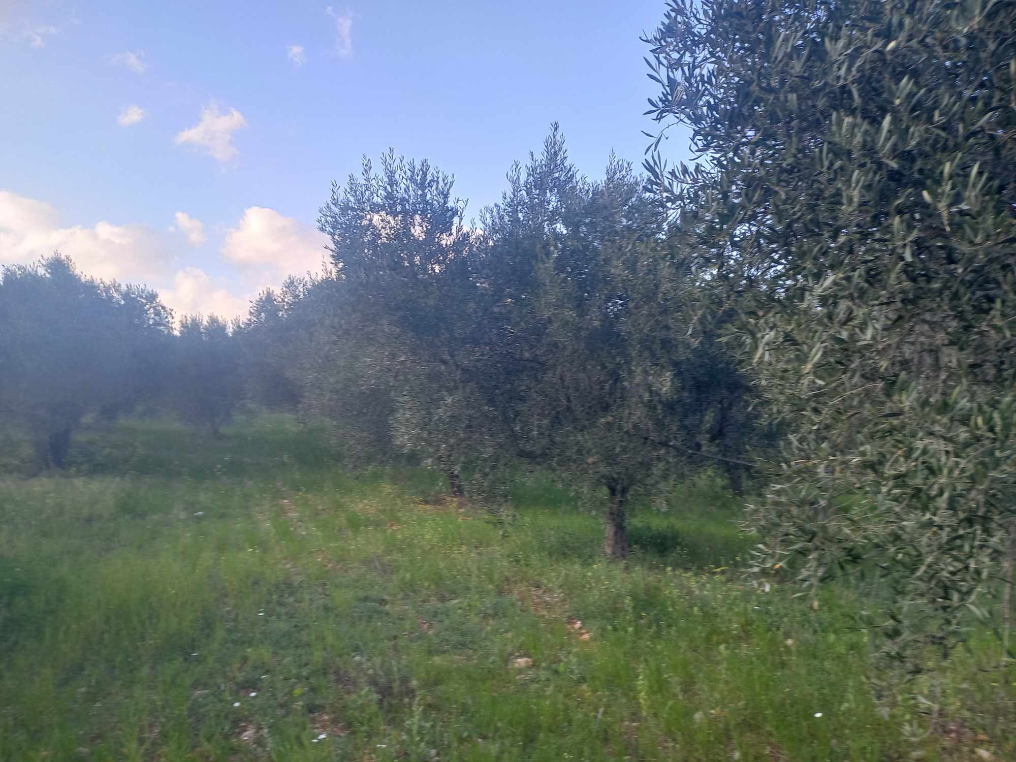 plot-for-sale-dervenakia-argolida2.jpg