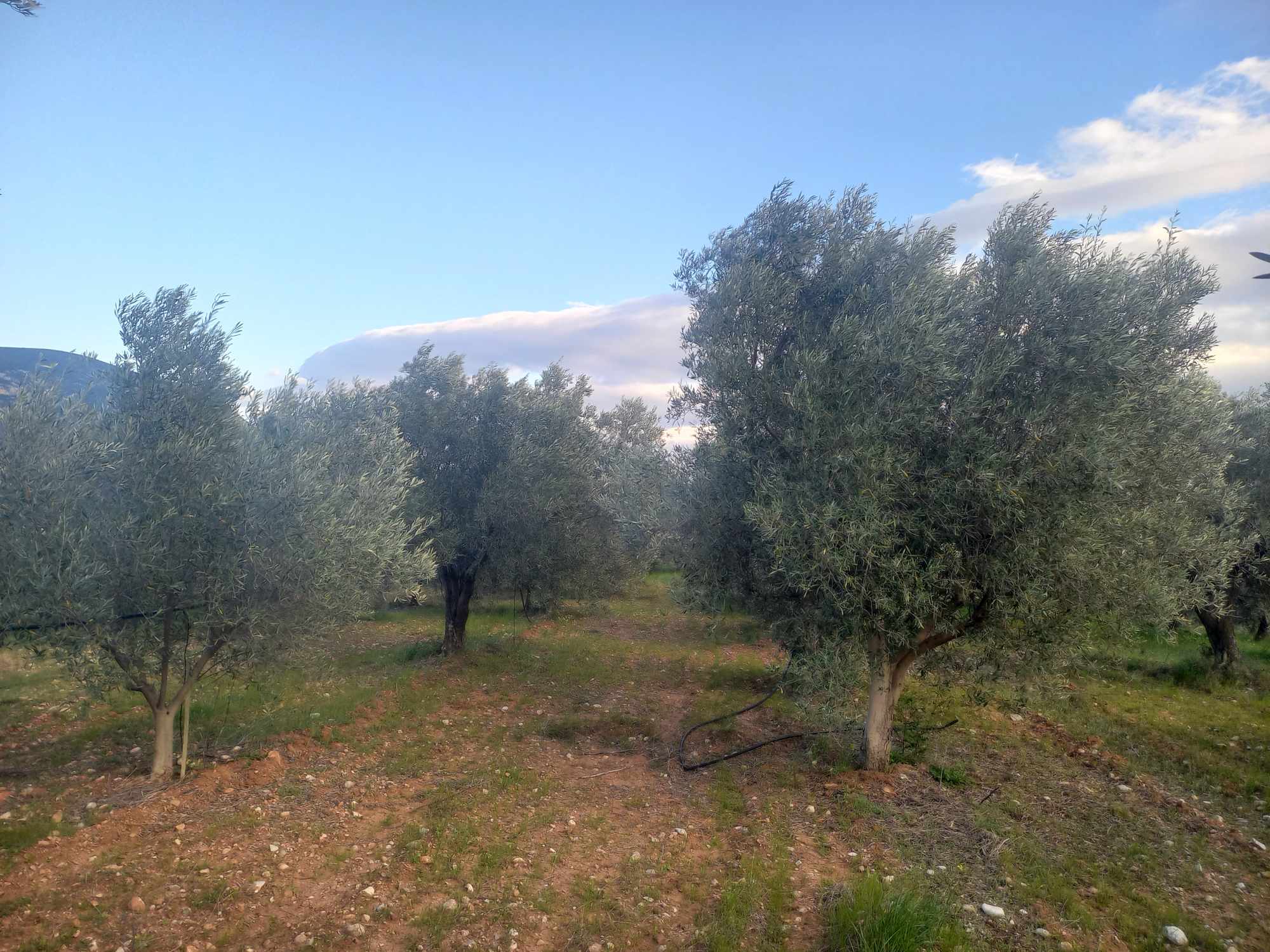 plot-for-sale-dervenakia-argolida3.jpg