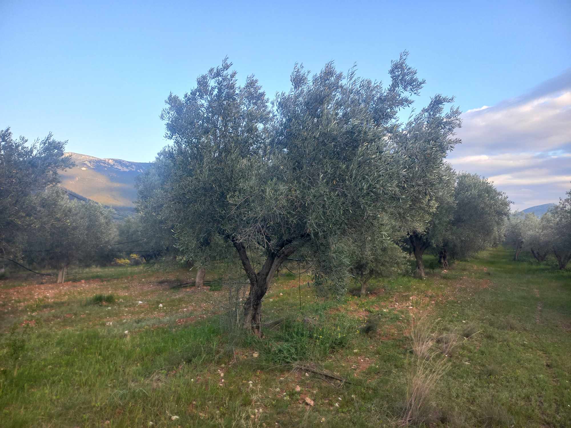 plot-for-sale-dervenakia-argolida4.jpg