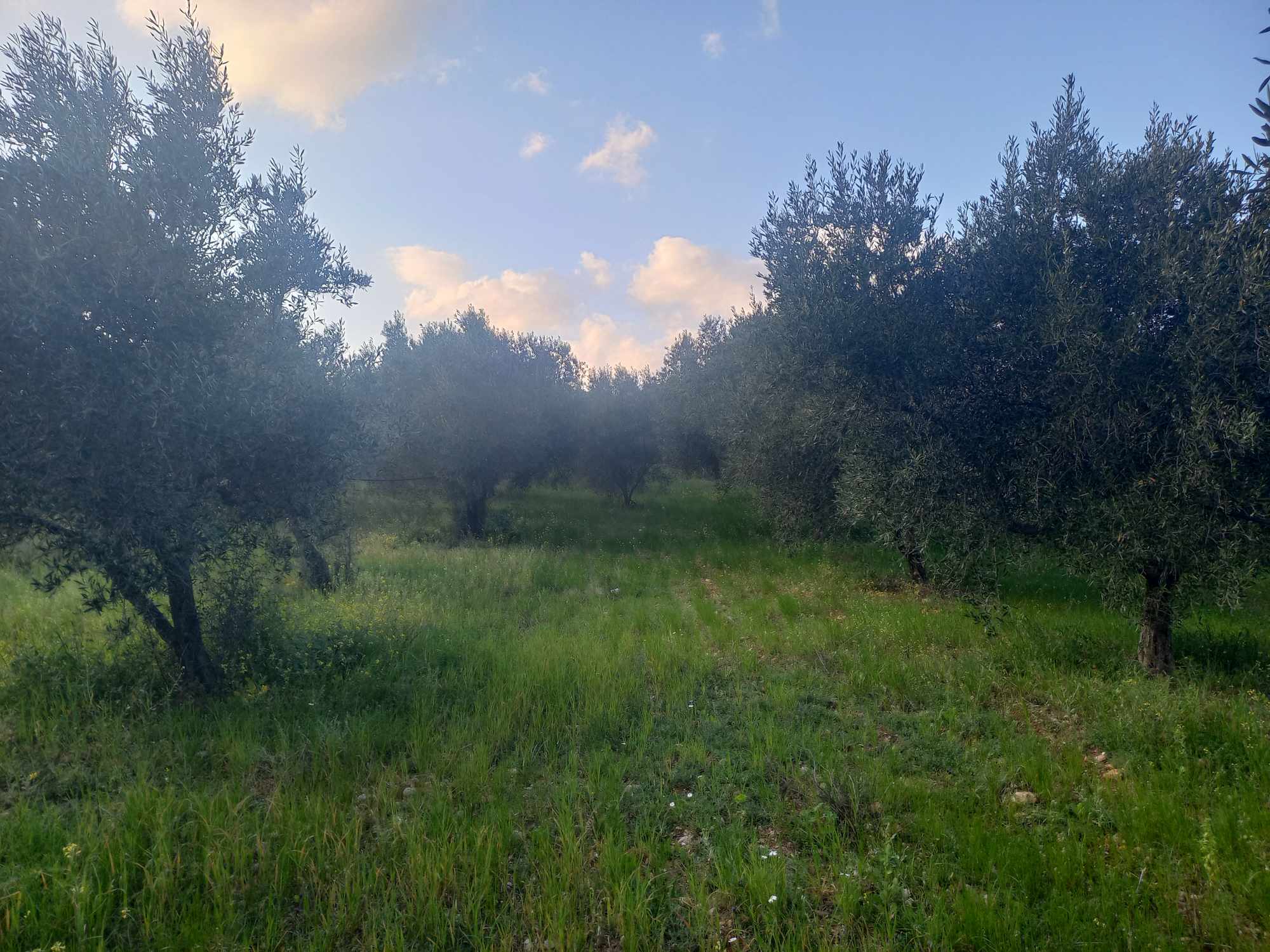plot-for-sale-dervenakia-argolida5.jpg