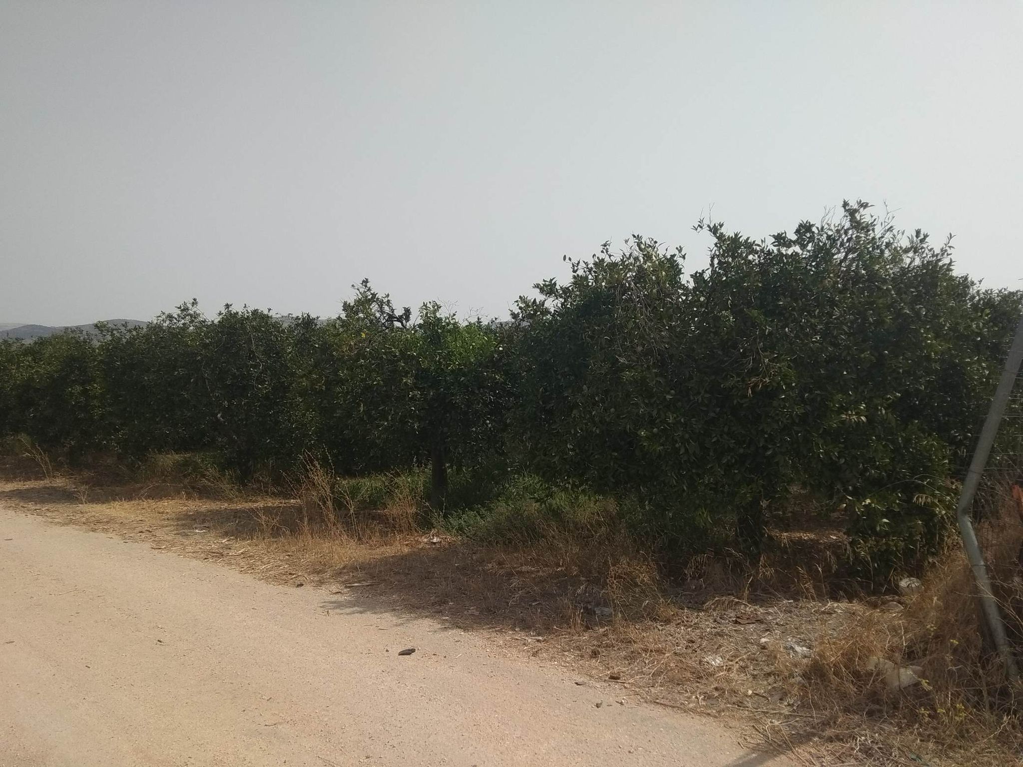 sale-plot-agia-triada-argolida2.jpg