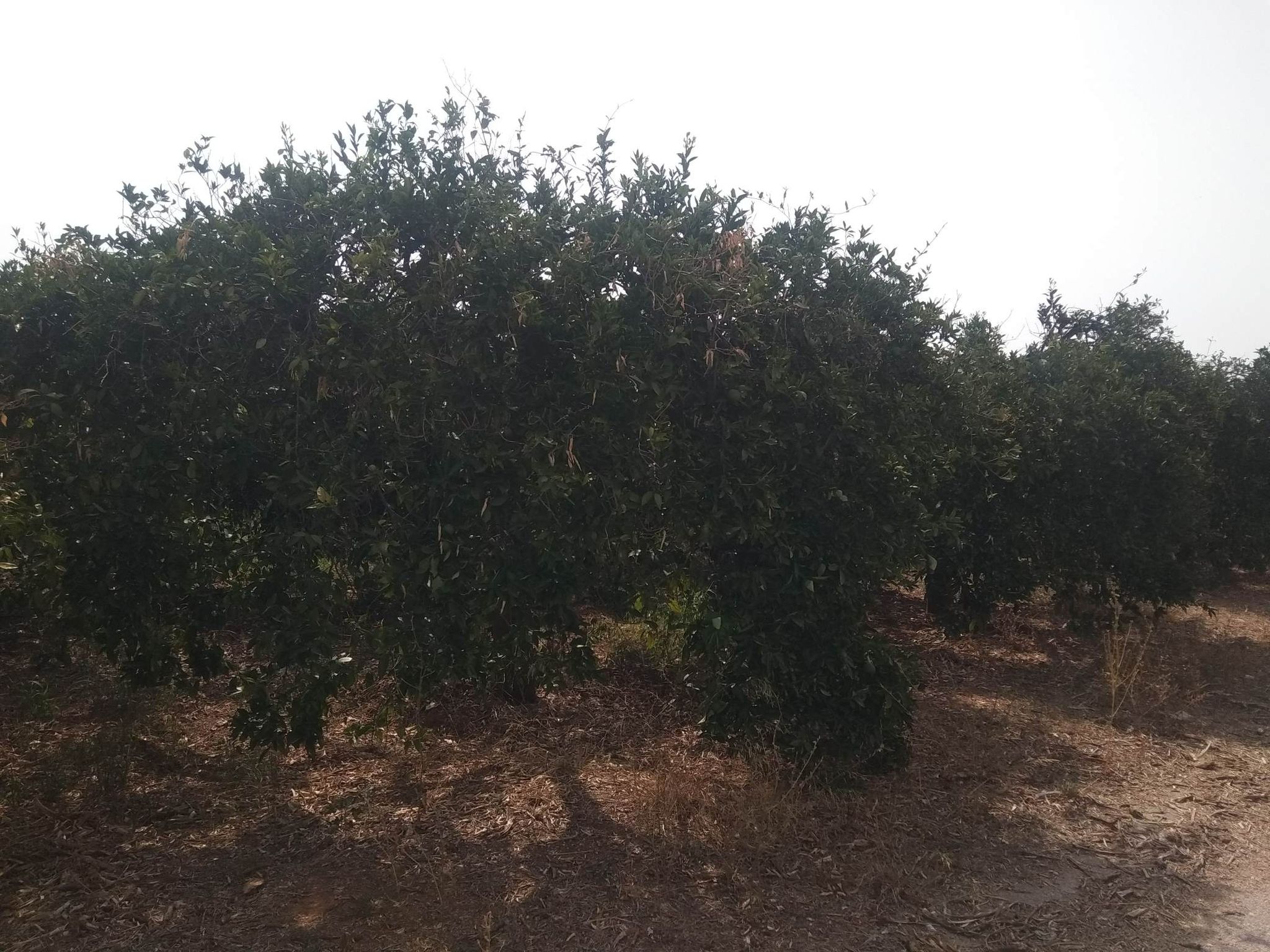 sale-plot-agia-triada-argolida4.jpg