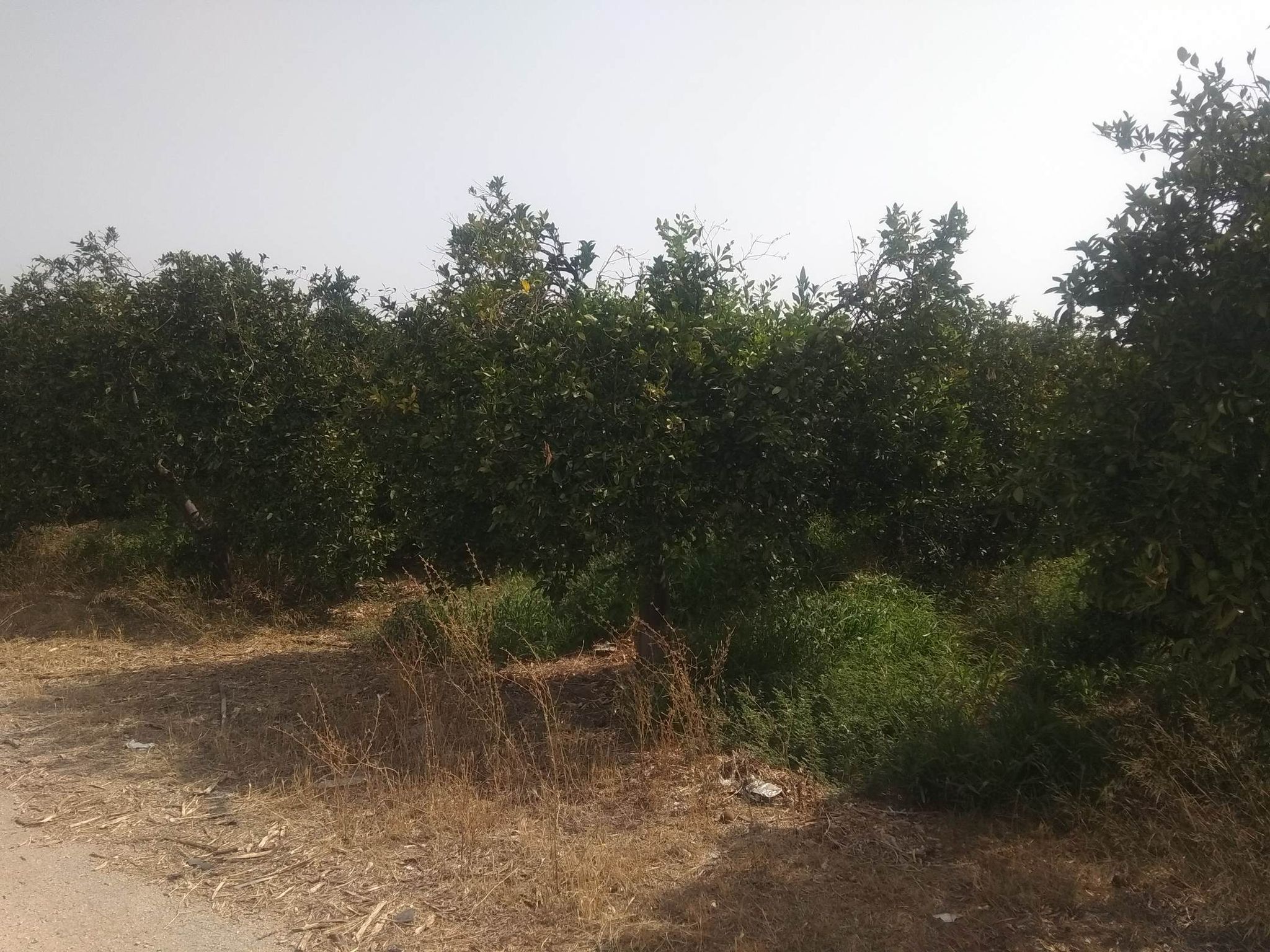 sale-plot-agia-triada-argolida6.jpg