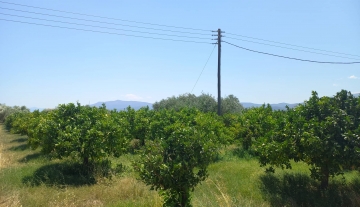 farmplotforsaleneakiosargolias2.jpg