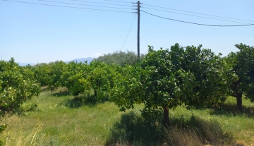 farmplotforsaleneakiosargolias3.jpg