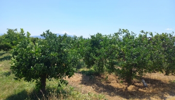 farmplotforsaleneakiosargolias.jpg