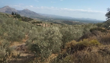 forsale-farm-mporsa-argolida20.jpg