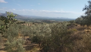 forsale-farm-mporsa-argolida21.jpg