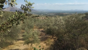 forsale-farm-mporsa-argolida22.jpg
