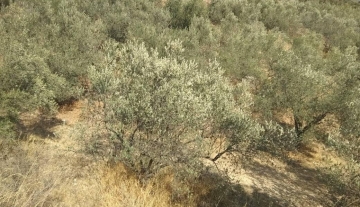 forsale-farm-mporsa-argolida23.jpg