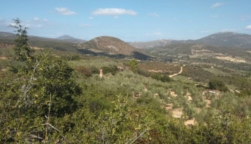 forsale-farm-mporsa-argolida40.jpg