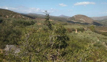 forsale-farm-mporsa-argolida41.jpg