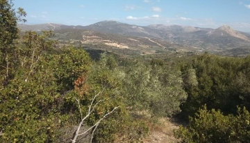 forsale-farm-mporsa-argolida44.jpg