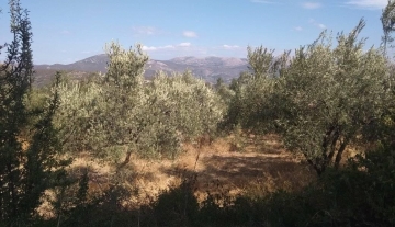 forsale-farm-mporsa-argolida45.jpg