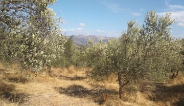 forsale-farm-mporsa-argolida46.jpg