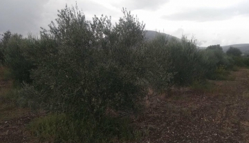 forsale-plot-argos-argolida53.jpg